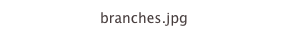 branches.jpg