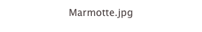 Marmotte.jpg