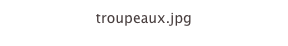 troupeaux.jpg
