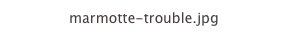 marmotte-trouble.jpg