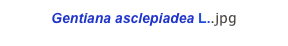 Gentiana asclepiadea L..jpg