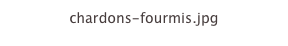 chardons-fourmis.jpg