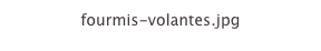 fourmis-volantes.jpg