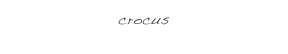 crocus 