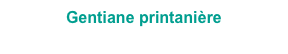 Gentiane printanière