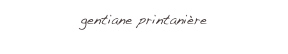 gentiane printanière