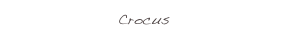 Crocus